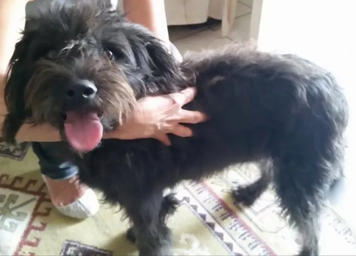 Cachorro ra a sem raça idade 1 ano nome Bibi