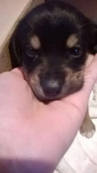 Cachorro ra a BASSET MISTURADO COM VIRA LATA idade 2 a 6 meses nome JADE