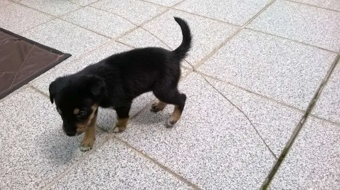 Cachorro ra a BASSET MISTURADO COM VIRA LATA idade 2 a 6 meses nome JADE