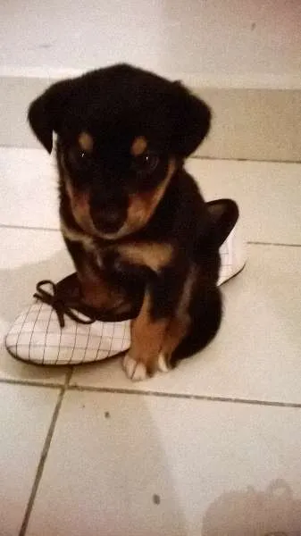 Cachorro ra a BASSET MISTURADO COM VIRA LATA idade 2 a 6 meses nome JADE