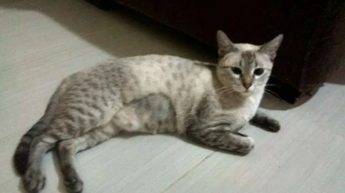 Gato ra a SRD idade 1 ano nome Lilica