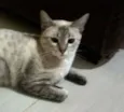 Lilica
