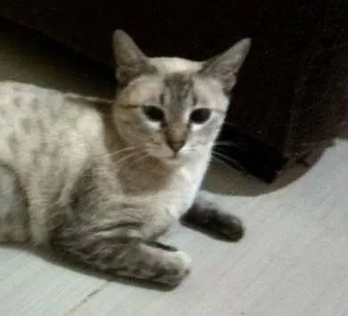 Gato ra a SRD idade 1 ano nome Lilica