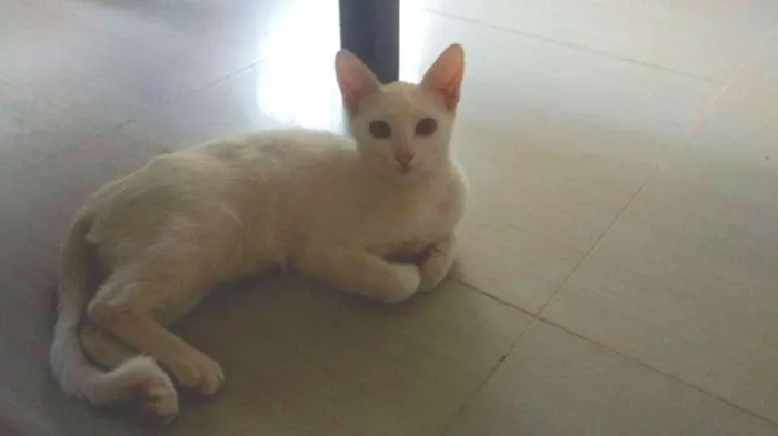 Gato ra a SRD idade 2 a 6 meses nome Meg