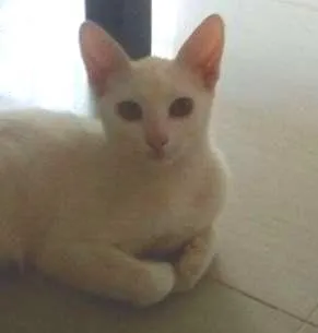 Gato ra a SRD idade 2 a 6 meses nome Meg