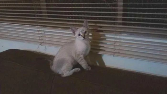 Gato ra a SRD idade 2 a 6 meses nome Max