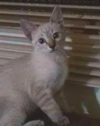Gato ra a SRD idade 2 a 6 meses nome Max