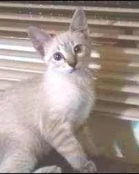 Gato ra a SRD idade 2 a 6 meses nome Max