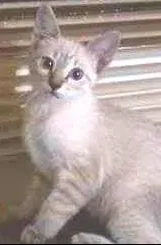 Gato raça SRD idade 2 a 6 meses nome Max
