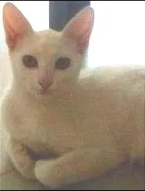 Gato ra a SRD idade 2 a 6 meses nome Meg