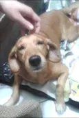 Cachorro raça Vira lata idade 6 ou mais anos nome Bidu