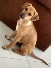 Cachorro ra a SRD idade 7 a 11 meses nome Boris e beni