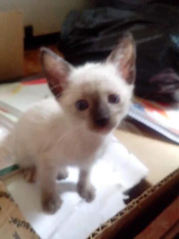 Gato ra a SRD idade Abaixo de 2 meses nome Sem nome