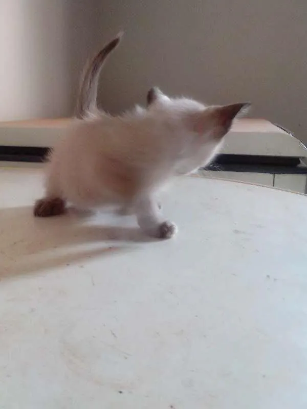 Gato ra a SRD idade Abaixo de 2 meses nome Sem nome