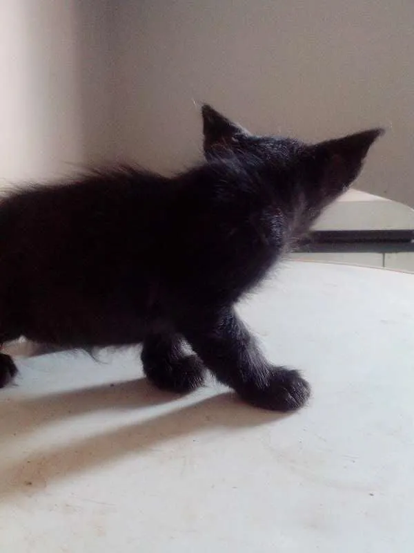 Gato ra a SRD idade Abaixo de 2 meses nome Sem nome