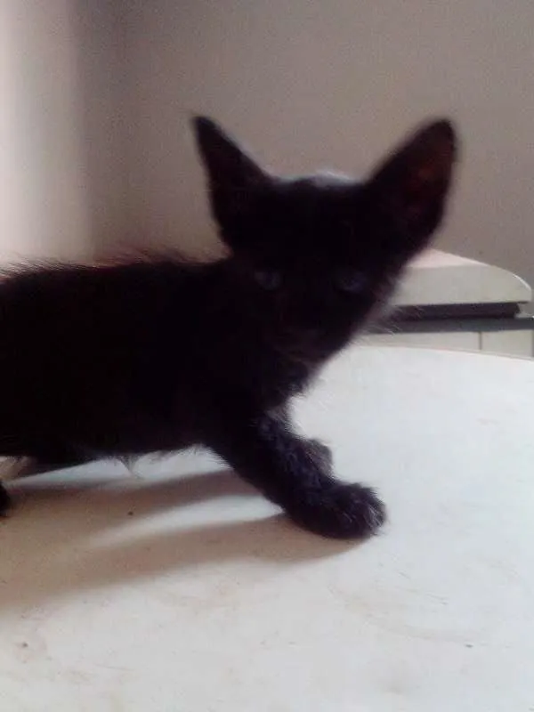 Gato ra a SRD idade Abaixo de 2 meses nome Sem nome