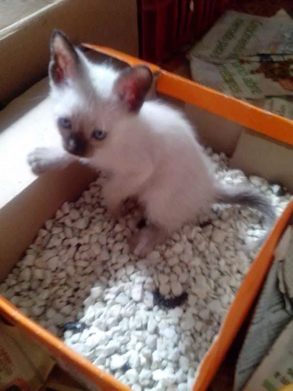 Gato ra a SRD idade Abaixo de 2 meses nome Sem nome