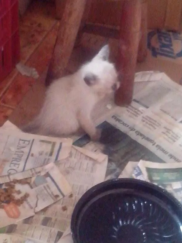 Gato ra a SRD idade Abaixo de 2 meses nome Sem nome