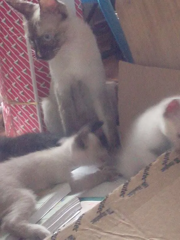Gato ra a SRD idade Abaixo de 2 meses nome Sem nome