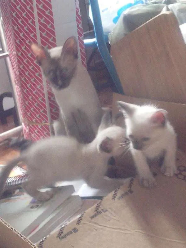Gato ra a SRD idade Abaixo de 2 meses nome Sem nome