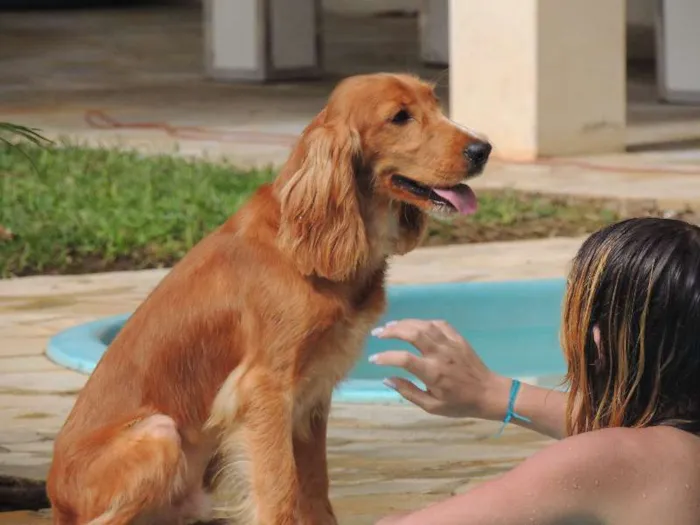Cachorro ra a Cocker idade 2 anos nome Pepy