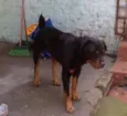Saddan