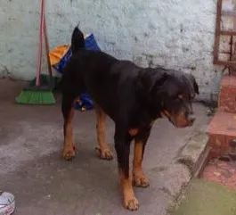 Cachorro ra a rottweiler idade 3 anos nome Saddan