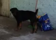 Saddan