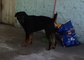 Cachorro ra a rottweiler idade 3 anos nome Saddan