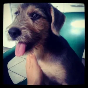 Cachorro raça - idade 2 a 6 meses nome Nina