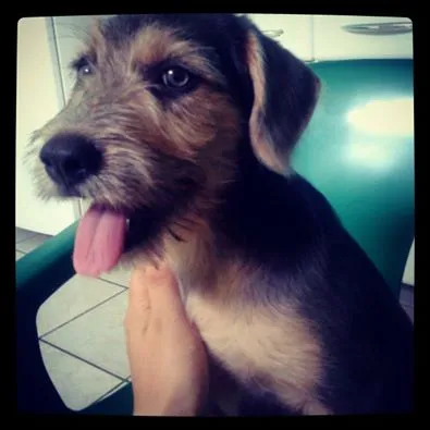 Cachorro ra a - idade 2 a 6 meses nome Nina