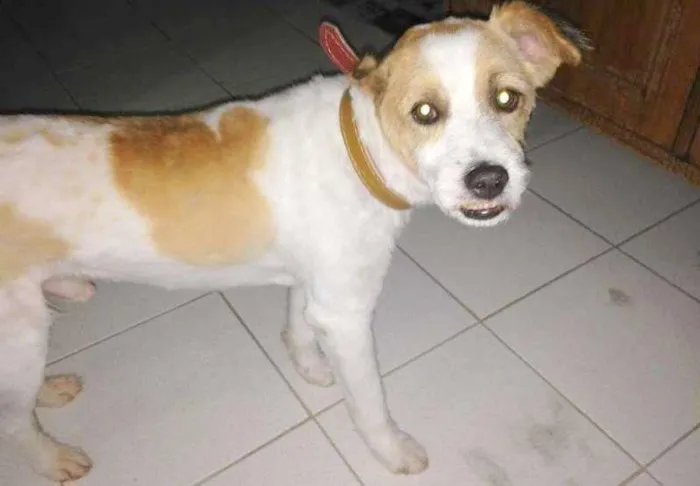Cachorro raça SRD idade 2 anos nome Perdido no Morumbi