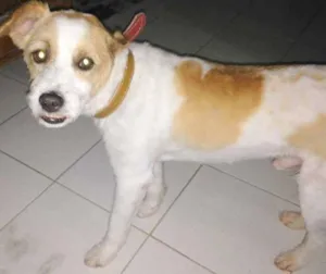 Cachorro raça SRD idade 2 anos nome Perdido no Morumbi