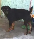 Cachorro ra a rottweiler idade 3 anos nome Saddan