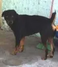 Saddan