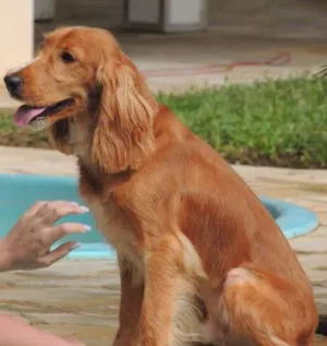 Cachorro raça Cocker idade 2 anos nome Pepy