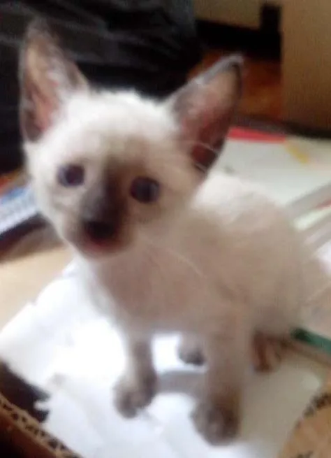Gato ra a SRD idade Abaixo de 2 meses nome Sem nome