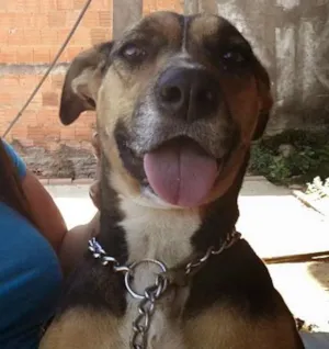 Cachorro raça vira lata idade 2 anos nome nenem