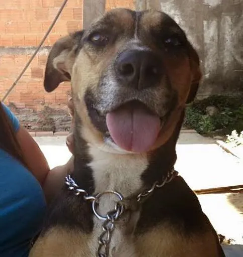 Cachorro ra a vira lata idade 2 anos nome nenem