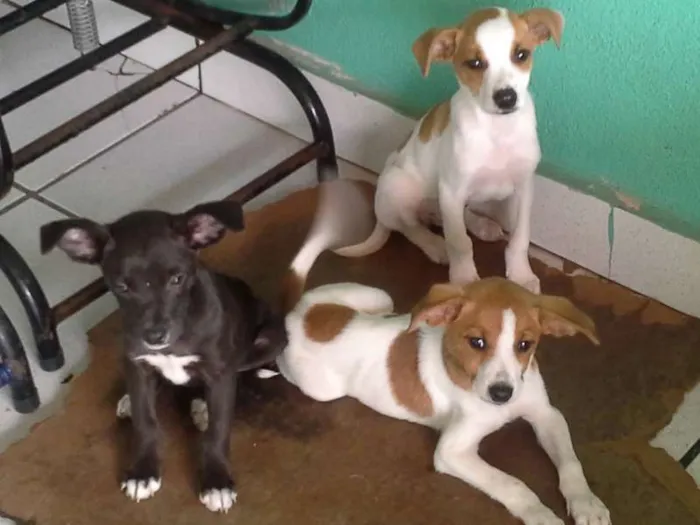 Cachorro ra a srd idade 2 a 6 meses nome ñ tem ainda