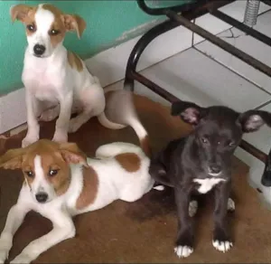 Cachorro raça srd idade 2 a 6 meses nome ñ tem ainda