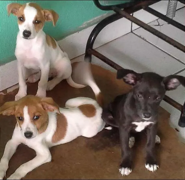 Cachorro ra a srd idade 2 a 6 meses nome ñ tem ainda