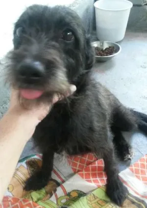 Cachorro raça srd idade 1 ano nome dody