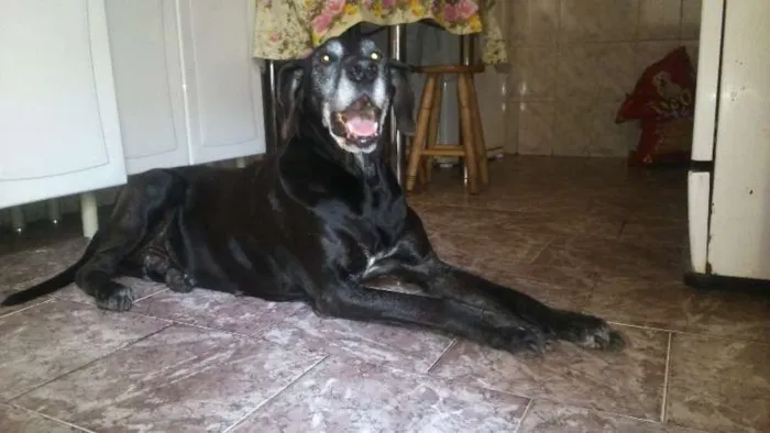 Cachorro ra a Dogue Alemão idade 6 ou mais anos nome Baby