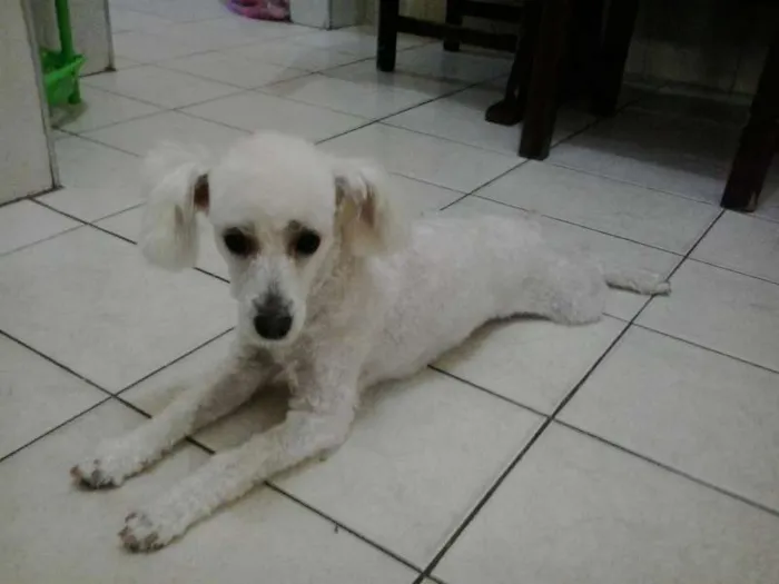 Cachorro ra a poodle idade 2 a 6 meses nome Luna