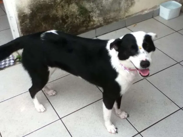 Cachorro ra a SRD idade 4 anos nome Lolla