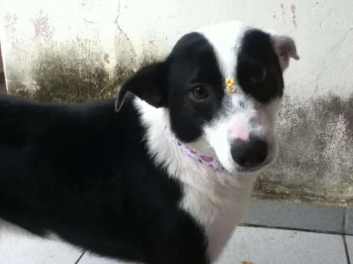 Cachorro ra a SRD idade 4 anos nome Lolla