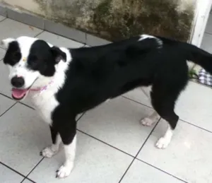 Cachorro raça SRD idade 4 anos nome Lolla