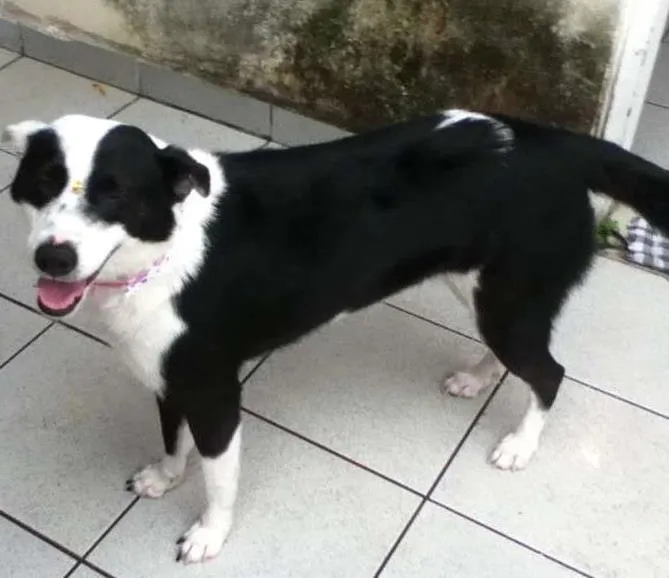 Cachorro ra a SRD idade 4 anos nome Lolla