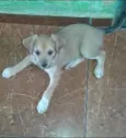 Branquinho